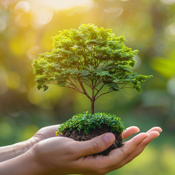 Hands holding a young tree